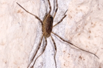 Le Faucheur pineux (Opiliones - Phalangiidae - Odiellus spinosus)